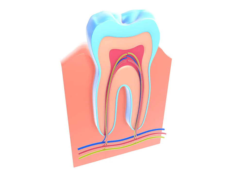 Root canal treatment in Westfield and Cranford, NJ at The Dental Family.
