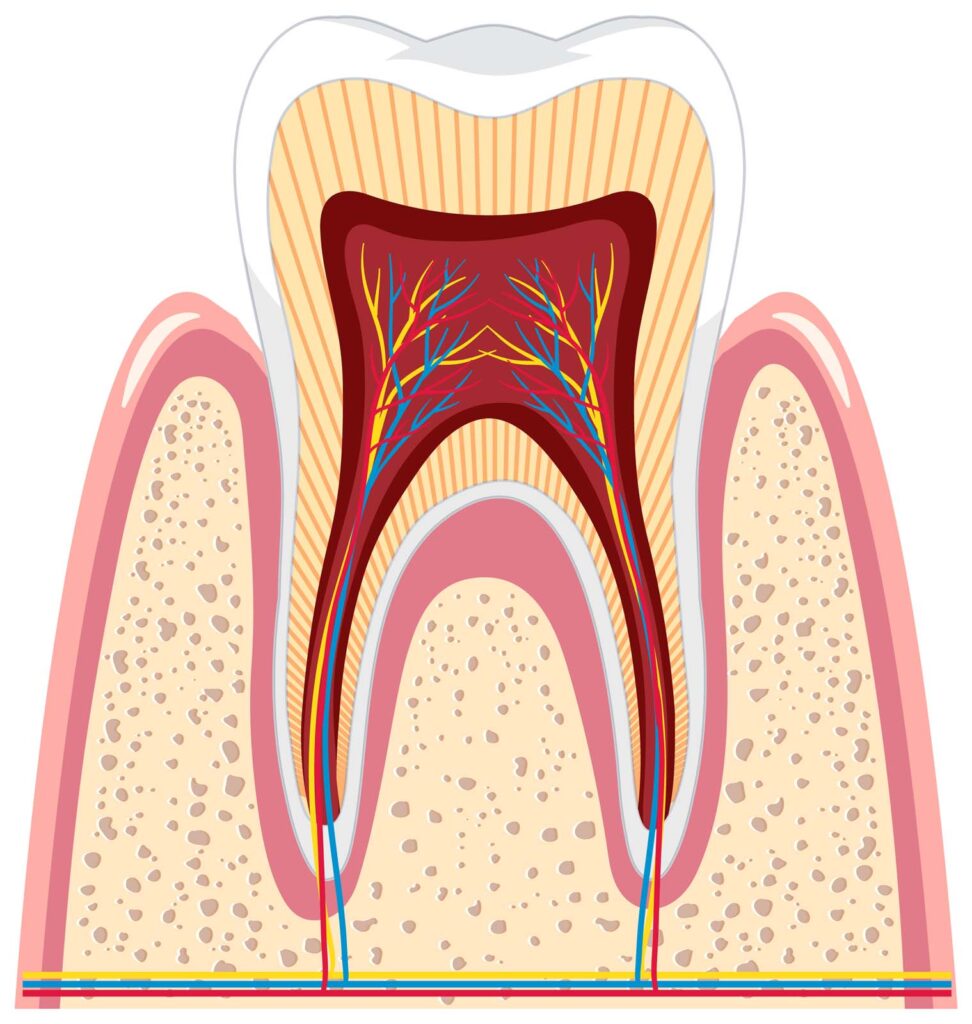 Tooth anatomy in gum on white background