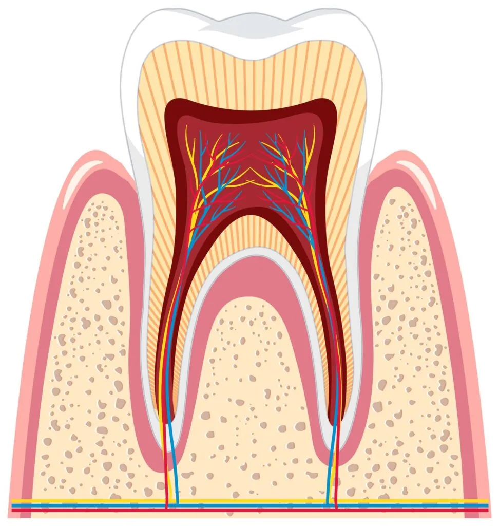Tooth anatomy in gum on white background